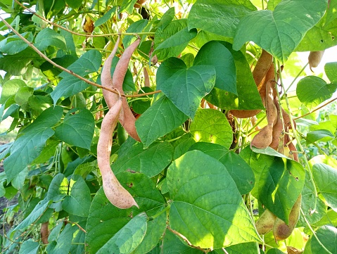 Pods of dry beans on a background of green leaves. The bean pods are ripe and ready to harvest.