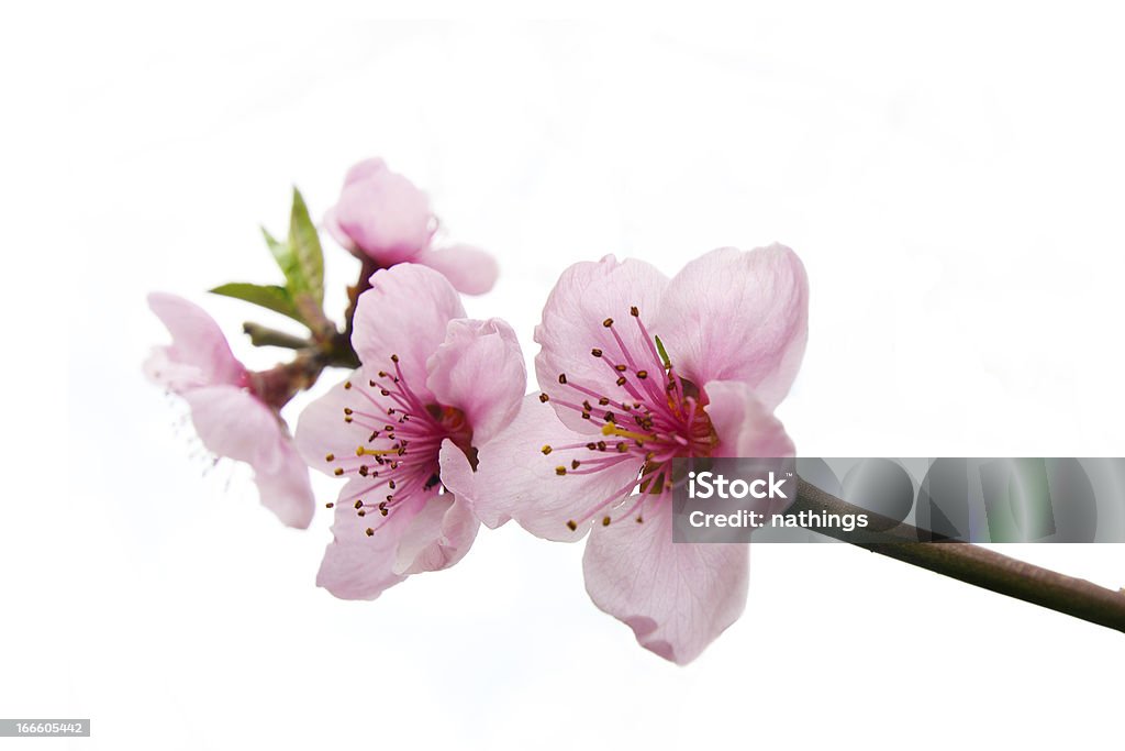 핑크 복숭아색 꽃 - 로열티 프리 0명 스톡 사진