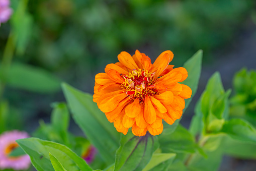 Blossom orange zinnia flower on a green background on a summer day macro photography. Blooming zinnia with red petals close-up photo in summertime.