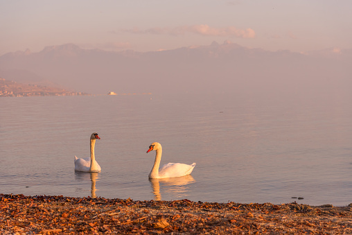 Two white swans on the lake shore at sunset. Nature and animals concept.