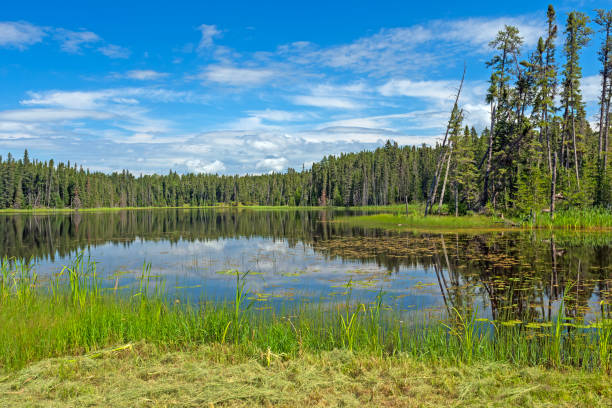 北の森の牧歌的な日 - manitoba north lake canada ストックフォトと画像