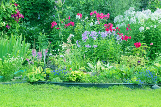 istock Part of a garden summer plot with blooming phloxes, a green lawn. 1666070689