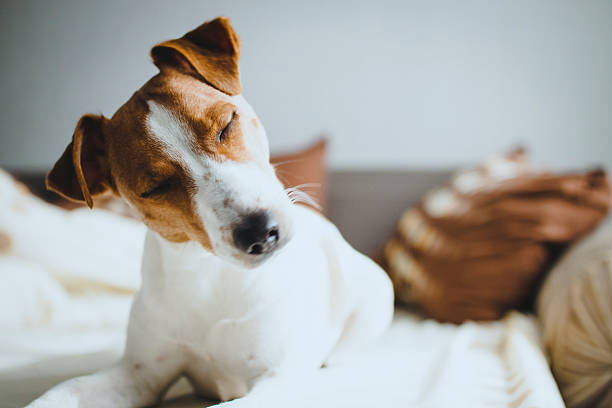 Jack Russell Terrier stock photo