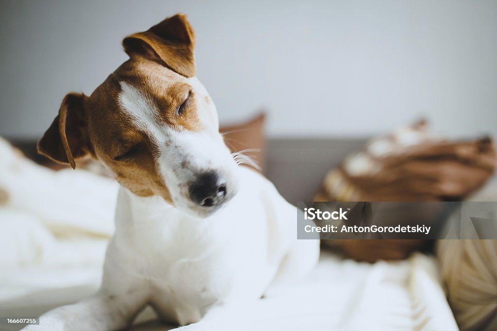 Terrier Jack Russell - Foto de stock de Confusão royalty-free