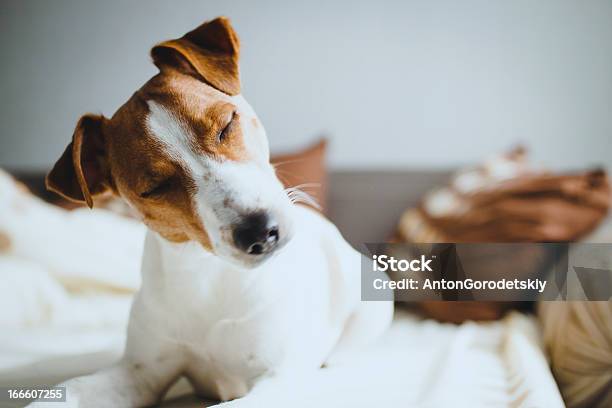 Foto de Terrier Jack Russell e mais fotos de stock de Confusão - Confusão, Cão, Animal