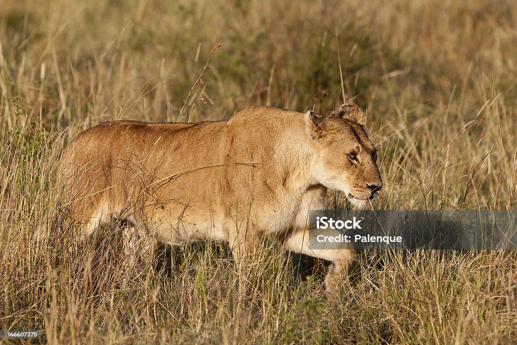 암사자 있는 Maasai Mara - 로열티 프리 0명 스톡 사진