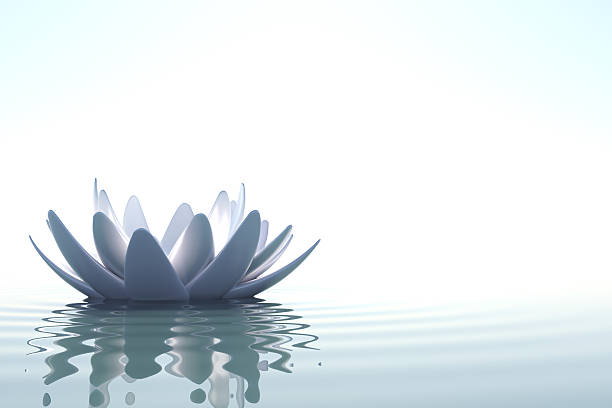 istock Zen lotus flowers in water on white background 166608526