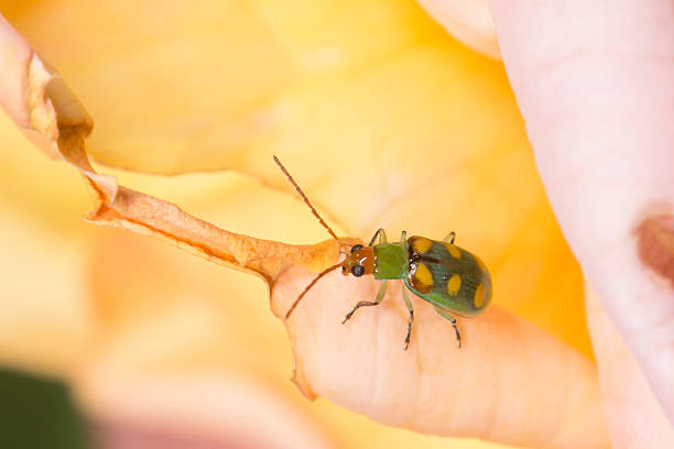 Cucurbit Beetle Walking on a Rose stock photo