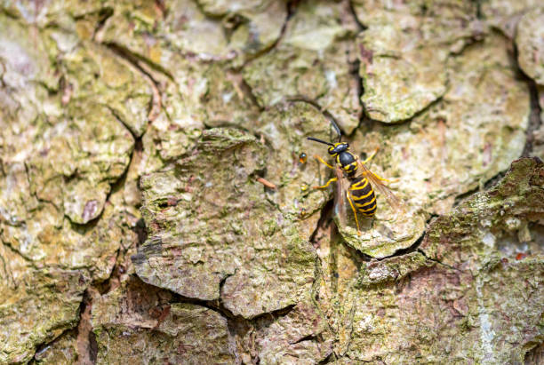 istock Close up of a bee on tree bark 1666091684
