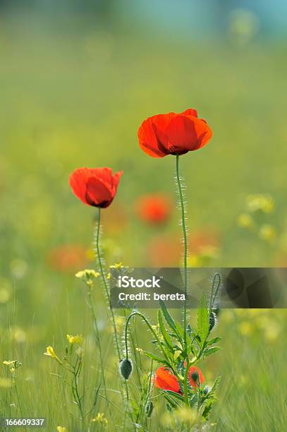 Poppies にフィールド - ケシのストックフォトや画像を多数ご用意 - ケシ, 人物なし, 写真