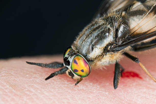 Twin-lobed deerfly (Chrysops relictus) sucking blood from human Twin-lobed deerfly (Chrysops relictus) sucking blood from human, macro photo horse fly photos stock pictures, royalty-free photos & images