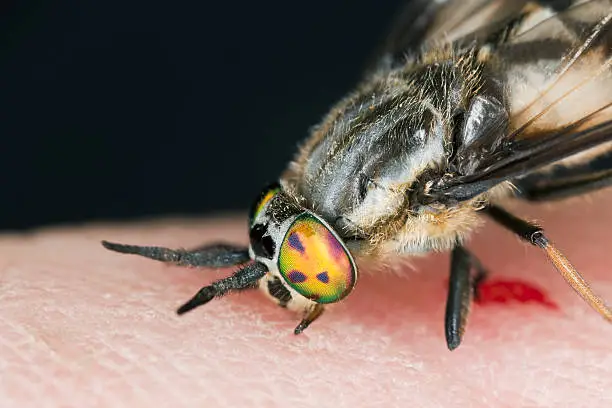 Twin-lobed deerfly (Chrysops relictus) sucking blood from human, macro photo