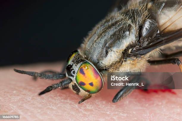 Twinlobi Deerfly Succhiare Il Sangue Da Uomo - Fotografie stock e altre immagini di Ambientazione esterna