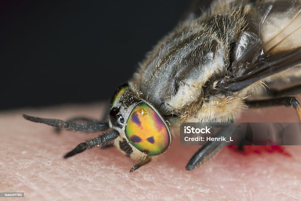 Twin-lobed deerfly (Chrysops relictus) causa do sangue humano - Foto de stock de Alimentar royalty-free