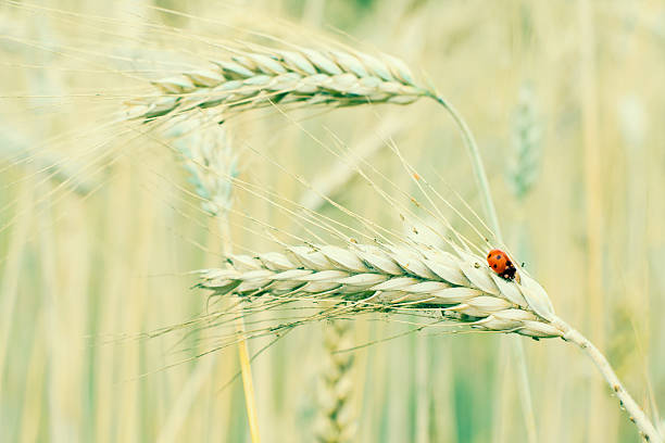 marienkäfer sitzt auf einer triticale - ladybug wheat nature insect stock-fotos und bilder