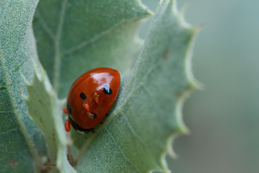 Coccinella septempunctata, ladybug resting among holm oak leaves with its babies perched on its shell, Alcoi, Spain