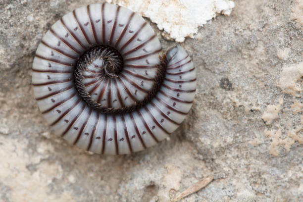 istock Diplopoda (millipede) coiled up on rock protecting itself from predators 1666111696