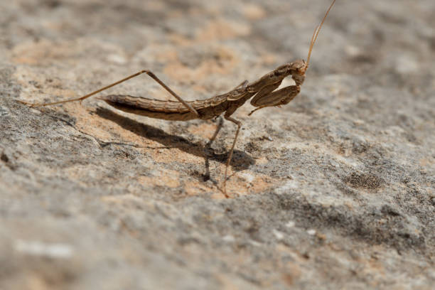 A close-up shot of a vibrant green praying mantis perched on a smooth black surface against a blurred golden background. The insect's poised stance and delicate features highlight its elegance, patience, and predatory instincts. This image captures the intricate details of nature, symbolizing mindfulness, adaptability, and survival.
