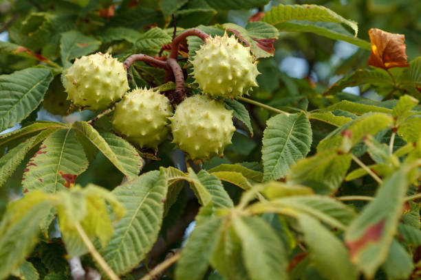 istock Castanea sativa (European chestnut tree) with fruits ripening on its branches, Alcoi, Spain 1666111707