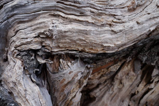 istock Old broken wood fiber texture. Broken tree trunk wood shrapnel 1666114392