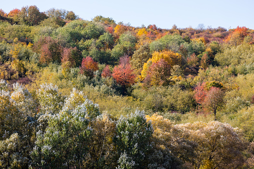 Colorful autumn landscape in the mountain at early fall