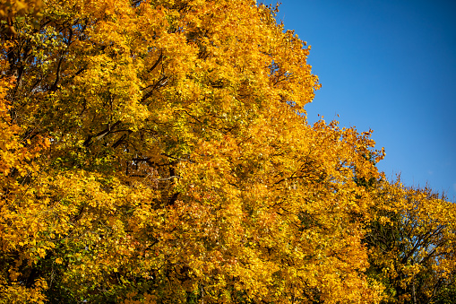 Colorful autumn landscape in the mountain at early fall