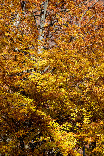 istock Colorful autumn 1666119299