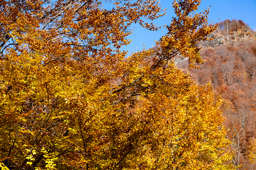 Colorful autumn landscape in the mountain at early fall
