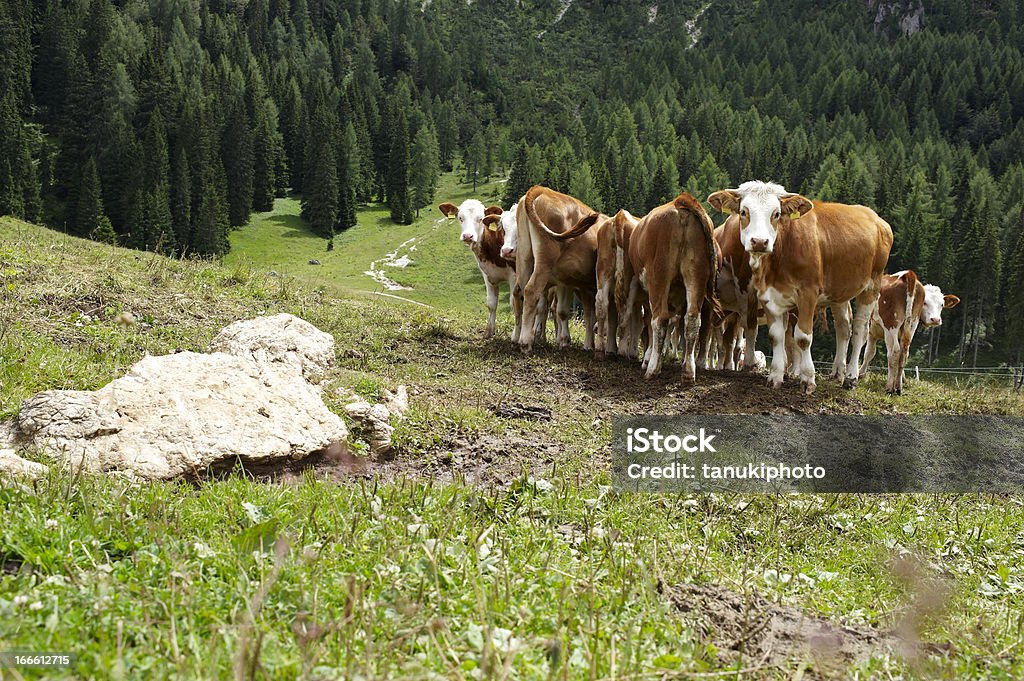 Kühe Grasen - Lizenzfrei Dolomiten Stock-Foto