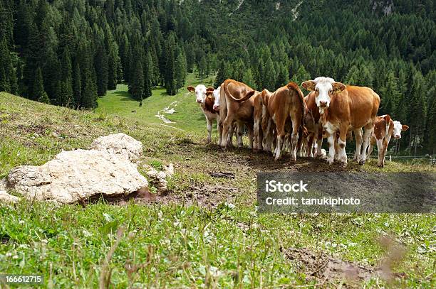 Kühe Grasen Stockfoto und mehr Bilder von Dolomiten - Dolomiten, Domestizierte Tiere, Farbbild