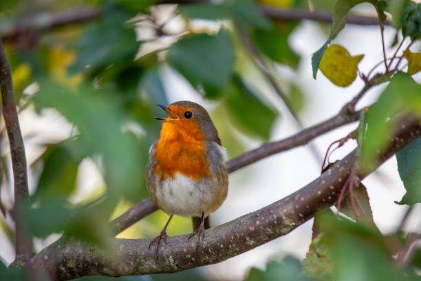 istock Robin Red Breast - Dublin's Red-Breasted Beauty (Erithacus rubecula) 1666137947