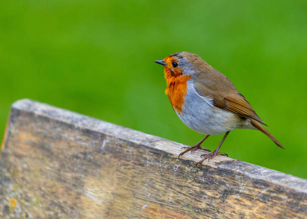 istock Robin Red Breast - Dublin's Red-Breasted Beauty (Erithacus rubecula) 1666140489