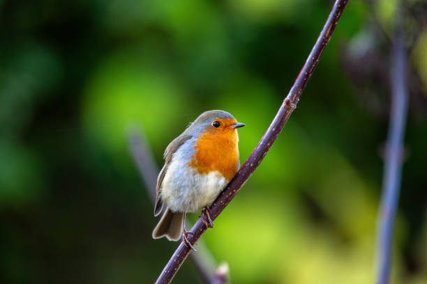 istock Robin Red Breast - Dublin's Red-Breasted Beauty (Erithacus rubecula) 1666140575
