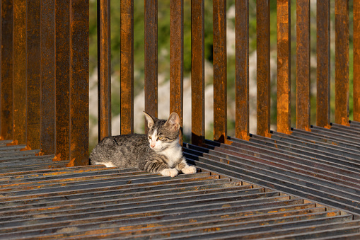 A kitten plays on an iron structure. A  pet. The little cat is interested in the world around it.