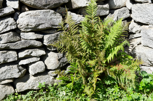 Common Male Fern (Dryopteris filix-mas) also known as Male Fern growing close to a stone wall.