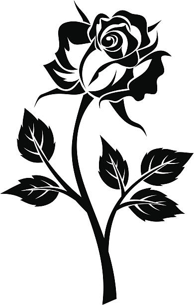 ilustraciones, imágenes clip art, dibujos animados e iconos de stock de negra silueta de rosa con blastocitos (células madre). ilustración vectorial. - silhouette beautiful flower head close up