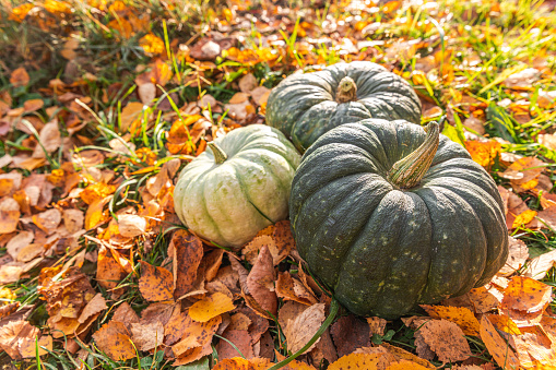 Pumpkin in the front of geraniums on the farm. Winter squashes are a symbol of autumn harvest and abundance in many countries.