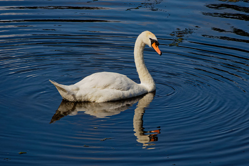 Photograph of a Mute Swan swimming on a lake