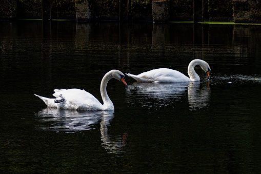 Photograph of Mute Swans swimming on a lake