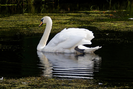 Photograph of a Mute Swan swimming on a lake