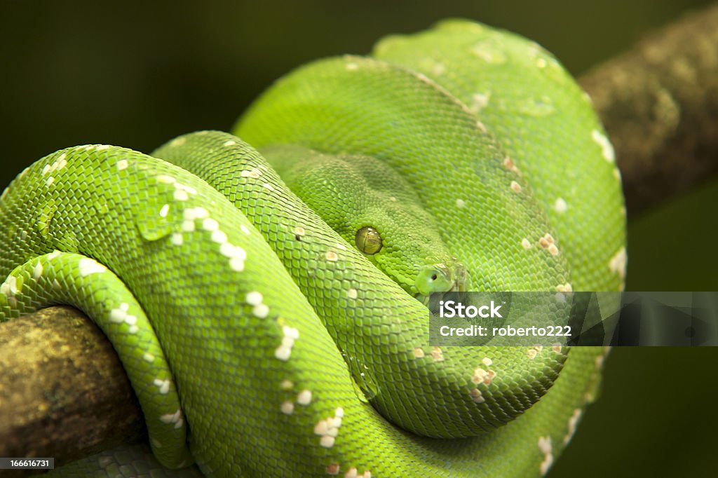 snake - Lizenzfrei Ast - Pflanzenbestandteil Stock-Foto