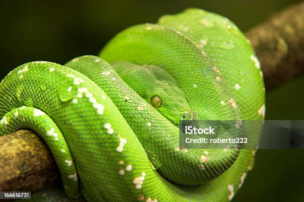 Snake Stockfoto und mehr Bilder von Ast - Pflanzenbestandteil - Ast - Pflanzenbestandteil, Extreme Nahaufnahme, Fotografie