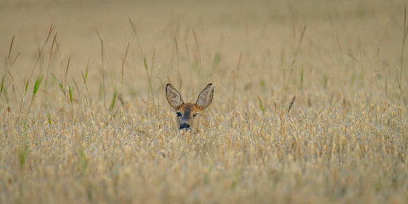 Head of female deer in ripened grain summer color field near Roprachtice village