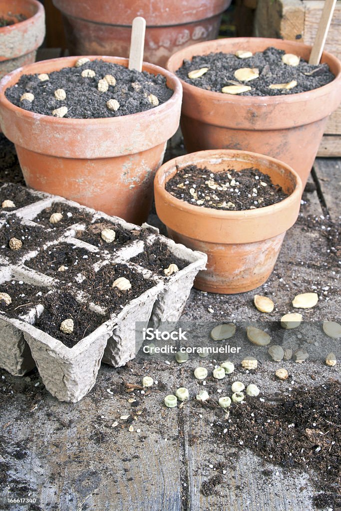 Faire l'ensemencement - Photo de Cache-pot libre de droits