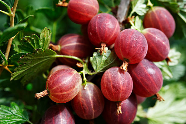 maturo uva spina - gooseberry foto e immagini stock