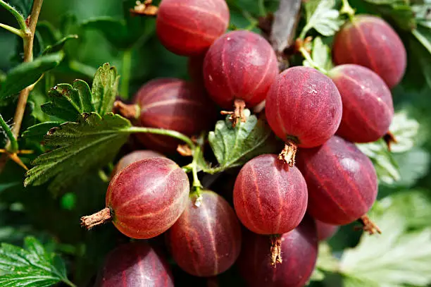 Ripe Red Gooseberry (Ribes uva-crispa) berries.