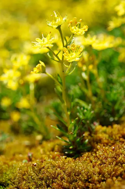 Flowering Sedum montanum (Ranunculus acris). Piano dei Camosci. Lepontine Alps. Italy.
