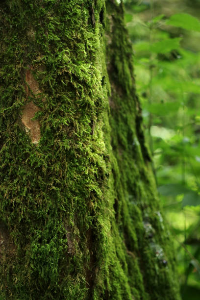 istock Close up of green moos on a tree, blurred background 1666176573