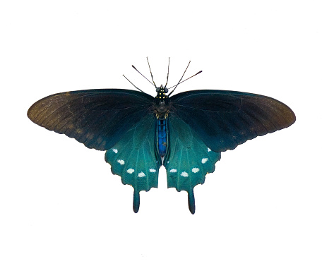 pipevine pipe vine or blue swallowtail butterfly - Battus philenor - black with iridescent blue hindwings isolated on white background top dorsal view wings open