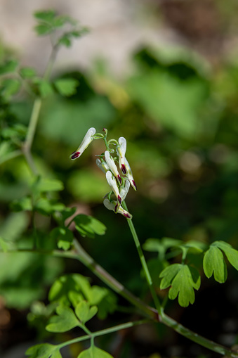 Close up of Fumaria capreolata, the white ramping fumitory, flower on a blurred background. Wildflower in northern Israel.